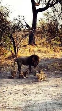 LION DAD'S LITTLE ONES JUST WANT TO BE CLOSE 🦁❤️