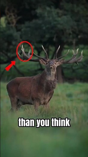 Deer Are More Dangerous Than You Think!