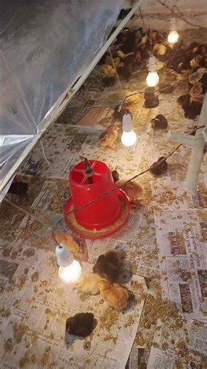 Sunali chick's brooding management day3