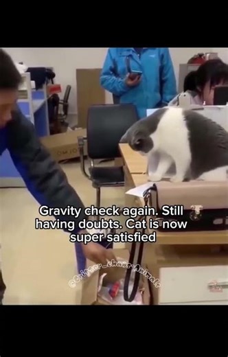 Cat vs Physics Never Gets Old