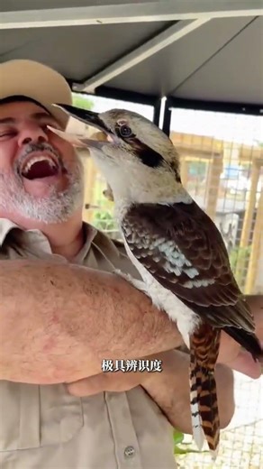 The Smiling Kingfisher: A Kingfisher's Laughter Unveiled