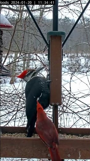 Cardinal Photobombs Giant Pileated Woodpecker at the #cornellfeeders #birds #wildlife #livestream