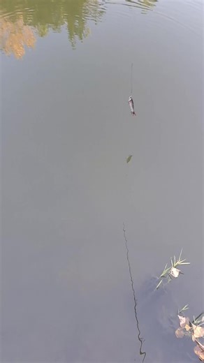 Westin Swim Bait Review: 12cm Memories