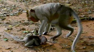 Strong weaning!! Poor baby monkey cry seizure angry mom not allow for milk, Mum give her baby strong weaning | BBC Monkeys Jr | Facebook