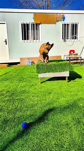 Essential Dog Training Tips for Every Owner