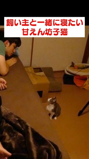 飼い主が大好きすぎる子猫と暮らすとこうなります
