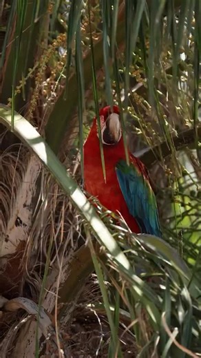 Asora Paraguay on Instagram: "Roguataha guasu rehe ñamotenonde ñande rembiapo guasu — umi gua’a oikóva táva mbyte rupi rehe ñamomba’e ha ñamohesakã heko ha oiko lája. Iporãiterei ñande tavayguakuéra pytyvõ, ikatu haguãicha ñañangareko ha ñamombarete ko’ã guyra porãite rehe, jajapóva ñande táva oiko haguã peteĩhaitevéva ñande rekoha oiporavóva tekoresãi rehe. 🌿🦜🇵🇾💪🌎"