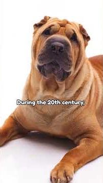 Meet the Shar Pei | Breed 101