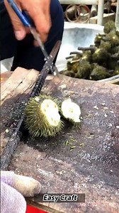 The Process of Extracting Seeds from Spiky Pods