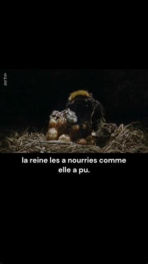 Le documentaire passionnant « Le petit peuple du potager⁠ - Le vaste monde des petites bêtes » est de nouveau disponible en replay sur ARTE jusqu’au 14 mars ! https://www.arte.tv/fr/videos/092104-000-A/le-petit-peuple-du-potager/ ⁠ Deux ans dans la vie d’un potager sans #pesticides, propice à la vie foisonnante d’une foule d’insectes et de mollusques, filmés au plus près. C’est à la fois un garde-manger, un nid d'amour et un champ de bataille. Les #insectes, araignées et mollusques se sont réfug