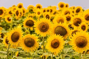 How to Grow the Biggest and Brightest Sunflowers This Summer