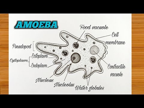 Amoeba Diagram Easy || How to Draw Amoeba Drawing Step-by-Step || Labeled Science Project Amoeba