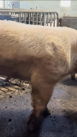 2.4K views | Pigs Playing Like Puppies #farming #farmlife #Pig #cuteanimals #farm #dairy#country #nature #pigenergy | Troya Mack | Facebook