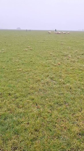 Nu er waarschijnlijk vandaag een wolf is waargenomen op hemelsbreed minder dan 10km afstand. Vandaag per direct de schapen naar binnen gehaald. Over een week kunnen de eerste lammetjes komen, maar mede door de dreiging van de wolf ze maar een aantal dagen eerder binnen gehaald. #wolf #schapen #hobby #voorjaar | Pieter Schouten