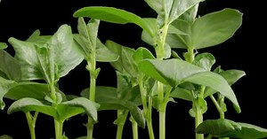 Leafy Green Plants Growing on Black Background