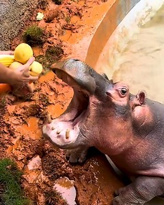 4M views · 5K reactions | Hungry Hippos but in real life! | Viral Stories | Facebook