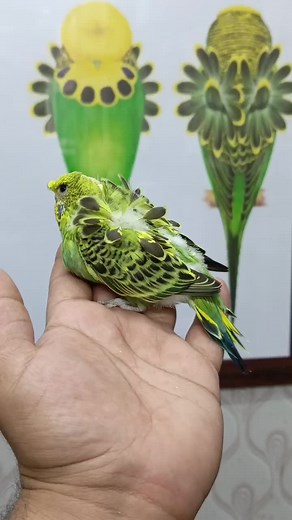 Double Flower Hagoromo Budgerigar Birds in White Color