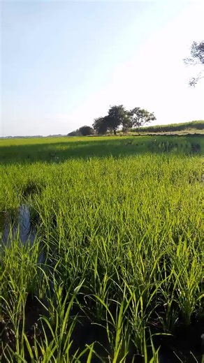 Videos de Fernando Cortes (@fernando.cortes54) con “Mi Desengaño - Juan Carlos Zarabanda”