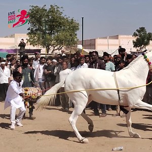 5.5K views · 53 reactions | Horse dance on dhol, ghoda dance 2025, Indian dhol performance, wedding horse dance, viral cultural dance UK USA | Live india sabse fast | Facebook