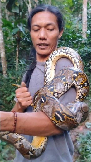 How to uncoil a large python #snake #bigsnake #shortvideo #shorts