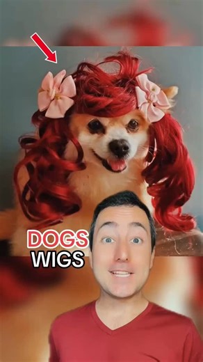 58 reactions | Dogs wearing wigs | Taylor Nikolai | Facebook