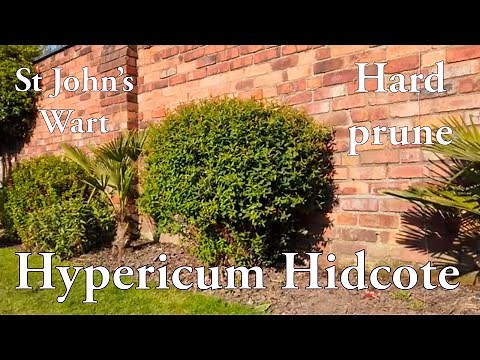 Hypericum Hidcote hard spring pruning St Johns wart before & after