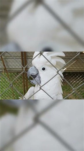 Repeat After Me: I Love You! So Sweet! 🥰🦜 | Talking Cockatoo at Uncle Sandy’s Macaw Bird Park