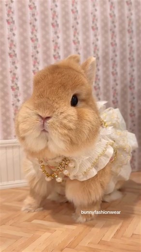 Fairyggie: The Adorable Rabbit Fairy Story