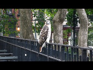 Adult red-tailed hawk catches a rat in Tompkins Square
