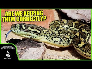 CARPET PYTHONS IN THE WILD! (Are we keeping them correctly?)