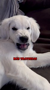 1.2M views · 10K reactions | Cuatro Razas de Perros Más Traviesas #perros #dogs | PerrosLandia | Facebook