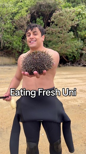 Kina with a side of sandflies #kina #seaurchin #urchins #seaurchins | sand flies