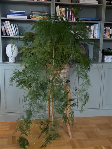 malinbrostad on Instagram: "Jag har fått många frågor kring hur jag sköter min fjädersparris så här kommer ett samlat inlägg: - Trivs bäst i ljus till halvskugga, men undvik direkt solljus som kan bränna de fina bladen. - Håll jorden jämnt fuktig, men inte blöt. - Vattna ungefär två gånger i veckan. - Fjädersparris gillar hög luftfuktighet. Duscha eller spraya växten regelbundet. - Trivs i väldränerad krukväxtjord, gärna blandad med lecakulor i botten för dränering. - Ge näring varannan vecka un