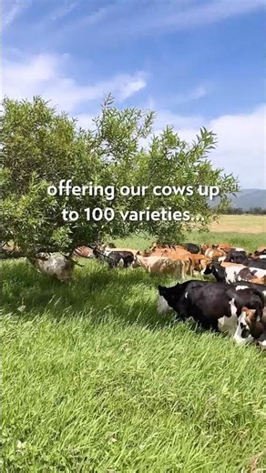 Our cows enjoy a daily nutrient-rich "salad bar" when grazing on our biodiverse pastures!