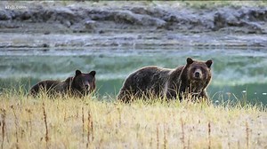 2 grizzly bears trapped and euthanized in eastern Idaho