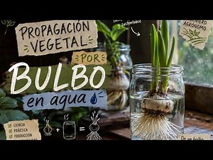Bulb Propagation: Garlic