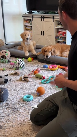 Effective Dog Training Techniques for Jumping and Begging Prevention