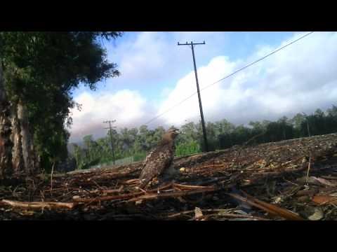 Red Tailed Hawk Trapping Falconry Bal-Chatri Trap