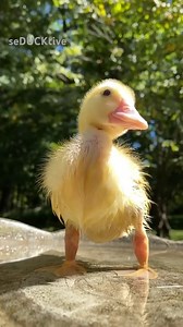 98K views · 3.8K reactions | Wish We Could Turn Back Time | seducktive | Facebook