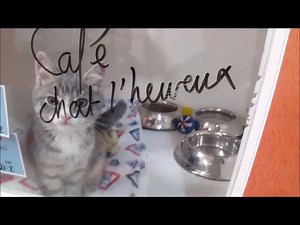 Nos petits nouveaux sont arrivés ces dernières semaines du refuge des Services Animaliers de la Rive-Sud! On vous les présente cette semaine! ------------------------------------------ Our new kittens have arrived last weeks! We present them to you soon! | Café Chat l'heureux - cat café Montréal