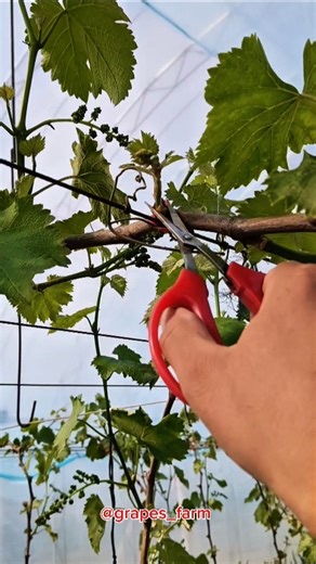 How to Prune Grapevines for Maximum Fruit Yield 🍇#satisfying​​ #grapepruning​​ #grapevarieties​​