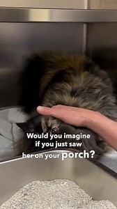 Watch this cat in crisis ask for help