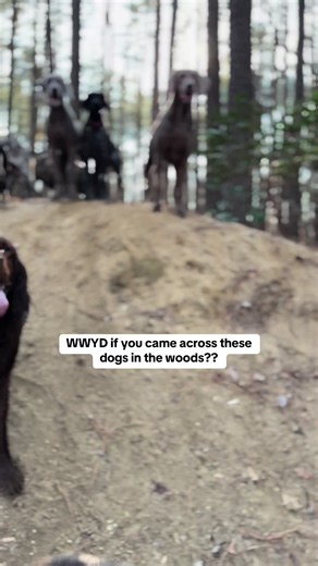 #wwyd #dog