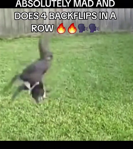 Mad Dog Does 4 Insane Backflips Compilation