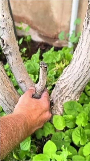 The Science of the Seal: Avoiding the Decay That Follows a Pruning Stub #arborist #pruning #tree
