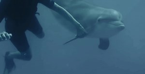 Winter (c. October 2005 – November 11, 2021) was a bottlenose dolphin at the Clearwater Marine Aquarium in Clearwater, Florida, United States, and was widely known for having a prosthetic tail. Winter was the subject of the 2009 book Winter's Tale, the 2011 film Dolphin Tale, and its 2014 sequel. #rip #Rip #RIP #ripeinter #winter #winterthedolphin #ripwinterthedolphin💔🐬 #ripwinterbreak #ripwinter🐬💔 #ripdolphin #winterthedolphinpassedaway #fivefingereddolohin #fyp #fy #fyppopppppppppppppppppp