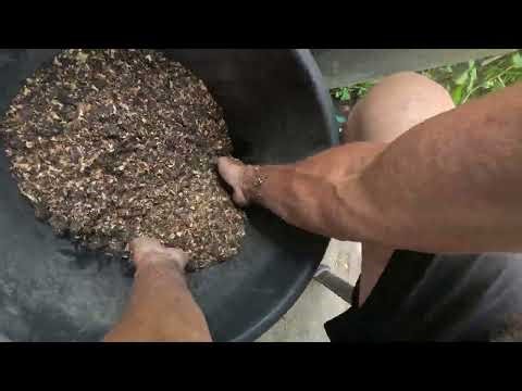 MIXING & ENRICHENING soil for growing FUJI APPLE trees in Suriname & the TROPICS; New methods pt2