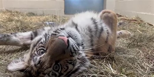 WATCH: Rescued tiger cub rolls around at Oakland Zoo