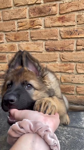 9K views · 801 reactions | German Shepherd on Reels | Facebook