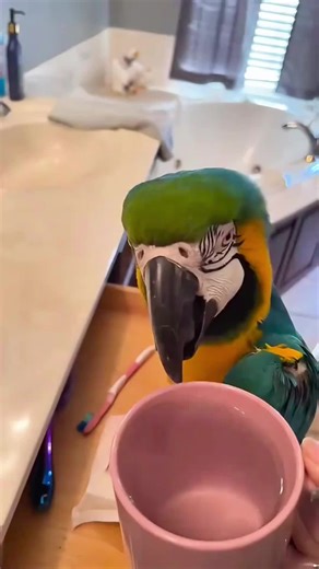 Amazing Talking Parrots and Their Learning Abilities